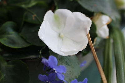 Close-up of white flowers blooming outdoors