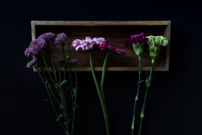 Close-up of pink flowering plant against black background