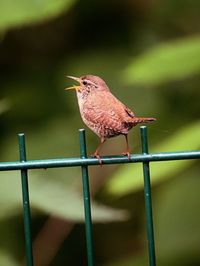 Close-up of bird perching on metal railing