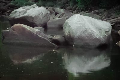 Reflection of trees in water