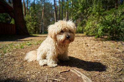 Lovely little dog lies on the pine needles in the summer pine forest