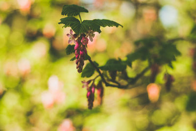 Close-up of flowering plant against blurred background