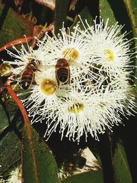 Close-up of white cactus