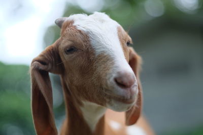 Close-up of goat outdoors