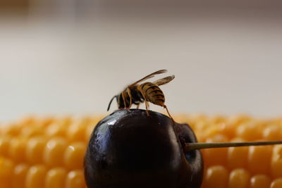 Close-up of wasp on fruit by sweetcorn