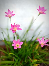 Close-up of pink flowering plant