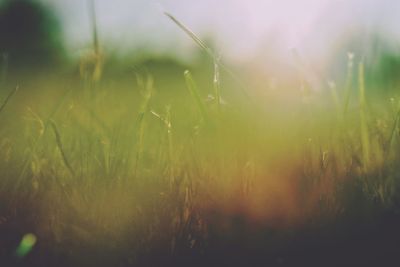 Close-up of plant growing on field