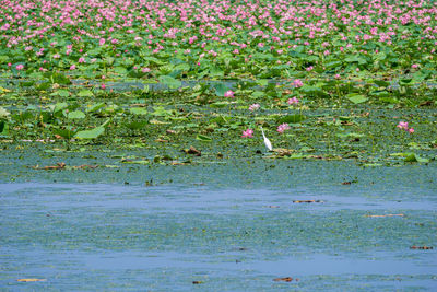 Plants growing on field by lake