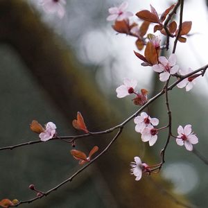 Close-up of cherry blossoms in spring