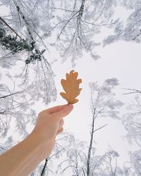 Low angle view of hand against bare trees during winter