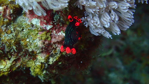 Close-up of red flower