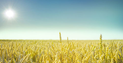 Wheat field against clear sky