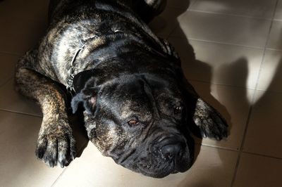 Close-up of dog lying on floor at home