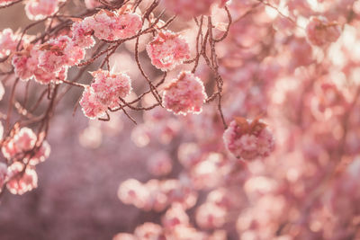 Close-up of pink cherry blossom