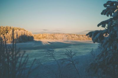 Bare trees on snow covered landscape