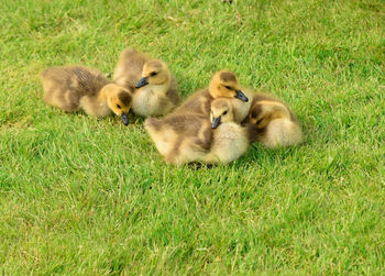 High angle view of ducklings on field