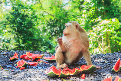 Monkey sitting on a tree