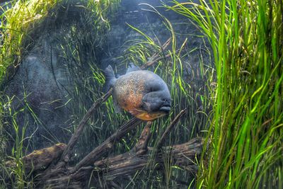 Close-up of duck on grass