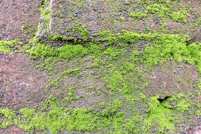 High angle view of moss growing on field