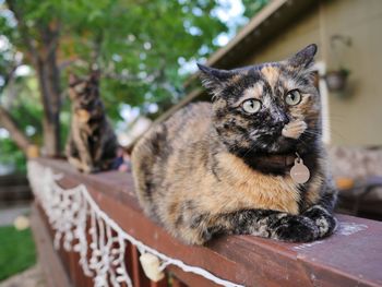 Close-up portrait of cat