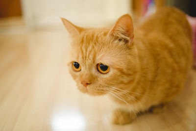 Close-up of cat looking away at home