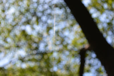 Low angle view of trees against sky