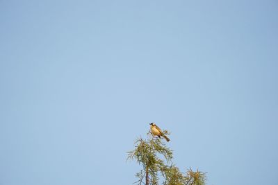 Low angle view of bird perching on tree against sky