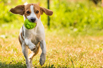 Portrait of dog running on field