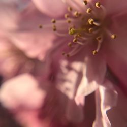 Close-up of flower tree