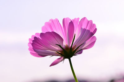 Close-up of pink cosmos flower against sky