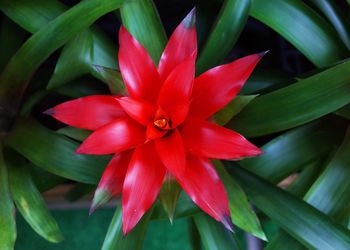 Close-up of frangipani blooming outdoors