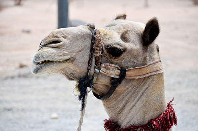 Close-up of a camel