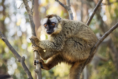 Monkey on tree branch