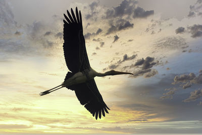 Flying painted stork before the dramatic sunset sky captured in india