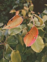 Close-up of orange leaves on plant