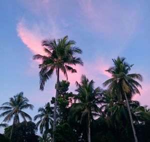 Low angle view of palm trees against sky