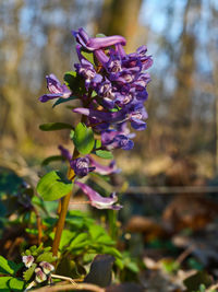 Close-up of purple flowers