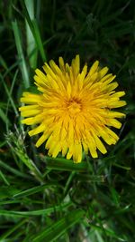 Close-up of yellow flower