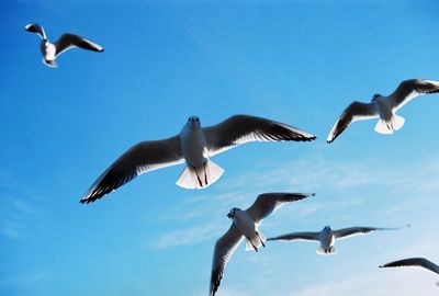 Low angle view of seagull flying against blue sky