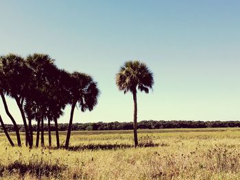 Palm trees on field against clear sky