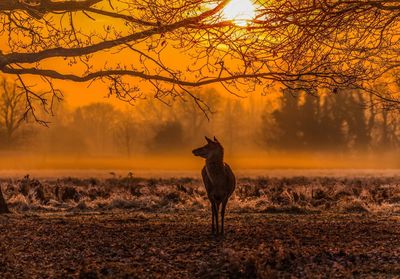 Silhouette deer on landscape against sky during sunset