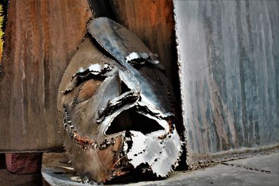 Close-up of animal skull on wood against wall