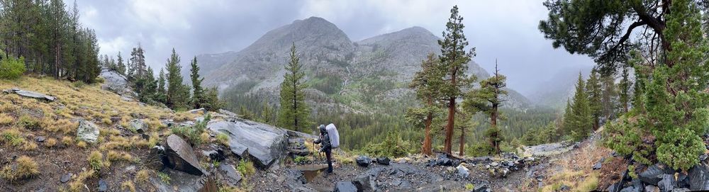 Panoramic view of trees in forest