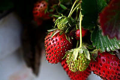 Close-up of strawberry growing on plant