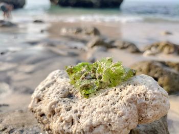 White coral and green seaweed