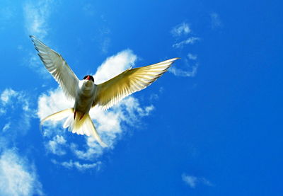 Low angle view of bird flying against blue sky