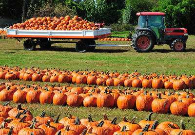 Pumpkins in field on sunny day