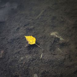 High angle view of dry leaves on field