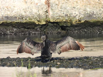 Bird flying over lake