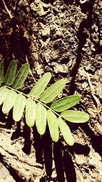 High angle view of plant growing on field